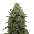 thumb of Plante de cannabis Donny Burger