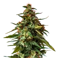 thumb of Plante de cannabisDoug's Varin