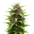 thumb of Plante de Durban Poison Auto