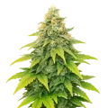 thumb of Plante de Fat Bastard Auto