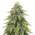 thumb of Fat Bastard plante