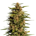 thumb of Fruity Pebbles plant