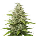 thumb of Plante de Future #1 Auto