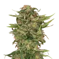 thumb of G13 plant