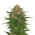 thumb of Plante de G13 Auto