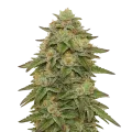 thumb of Plante de Gelato Auto