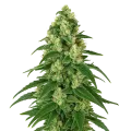 thumb of Plante de Girl Scout Cookies Auto