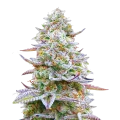 thumb of Plante de cannabis Glitter Bomb