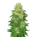 thumb of Plante de Glookies Auto