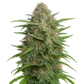 thumb of Plante de GMO Cookies Auto