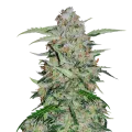 thumb of Plante de GMO Cookies