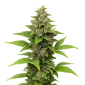 thumb of Plante de Godfather OG Auto