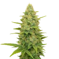 thumb of Plante de Gold Leaf Auto