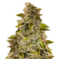 thumb of Golden Goat Plant