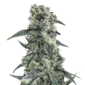 thumb of Gorilla Cookies Plante