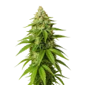 thumb of Plante de Gorilla Glue Auto