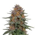 thumb of Plante de Granddaddy Purple Auto