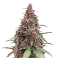 thumb of Plante de cannabis Grandmommy Purple