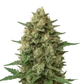 thumb of Plante de Grape Ape Auto