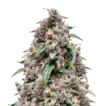 thumb of grease monkey plant