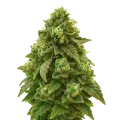 thumb of Plante de Green Crack Auto