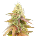 thumb of Plante de cannabis Gumbo