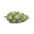 thumb of Tête de cannabis Gush Mints Autoflower