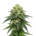 thumb of Plante de cannabis Gush Mints Autoflower