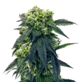 thumb of Plante de Gush Mints