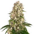 thumb of Hash Plant Plant