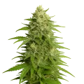 thumb of Plante de Haze Auto