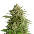 thumb of Haze plant