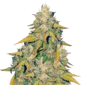 thumb of Headband Feminized Plant