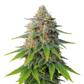 thumb of Plante de Hellfire OG Auto