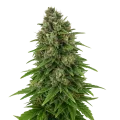 thumb of Plante de Hindu Kush Auto