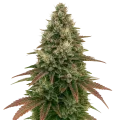 thumb of Plante de Ice Cream Cake Auto
