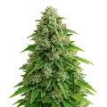thumb of Plante de Jack Herer Auto
