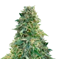 thumb of Jack Herer Plante