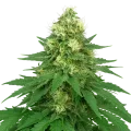 thumb of Plante de Jack Widow Auto
