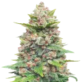 thumb of Plante de la Jealousy