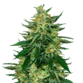 thumb of Jet Fuel Feminized Plant