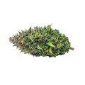 thumb of Tête de cannabis Kali Mist