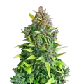 thumb of Plante de cannabis Kali Mist