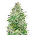 thumb of Kalifa Kush Plante