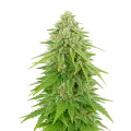 thumb of Plante de Khalifa Kush Auto