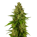 thumb of Plante de Kiwi Kush Auto