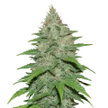 thumb of Plante de LA Confidential Auto