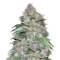 thumb of LA Confidential Plant