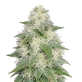 thumb of Plante de cannabis Lamb's Bread Autoflower