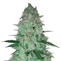 thumb of Larry OG Plant